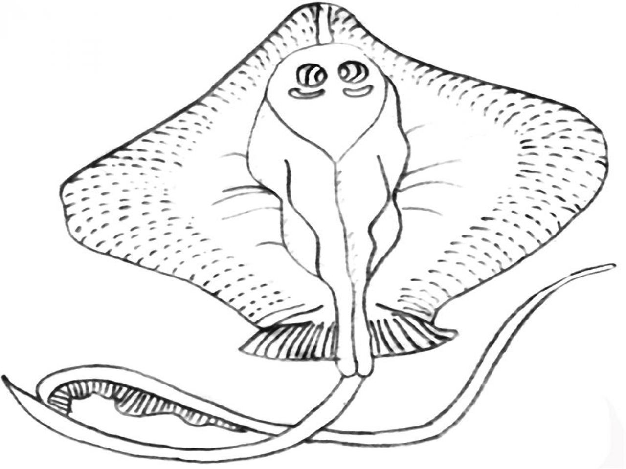 Stingray Coloring Page Coloring Home