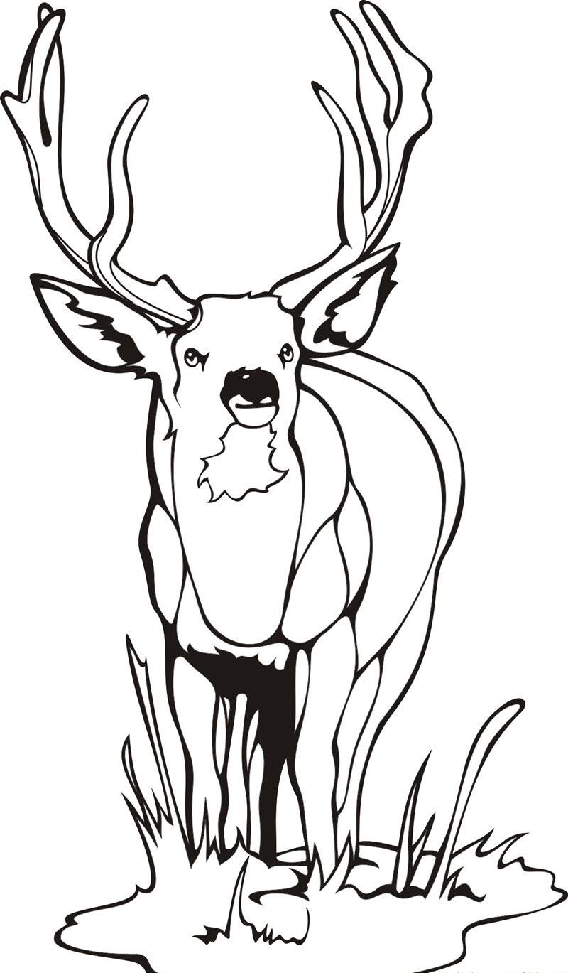 Deer Color Page Printable - Coloring Page