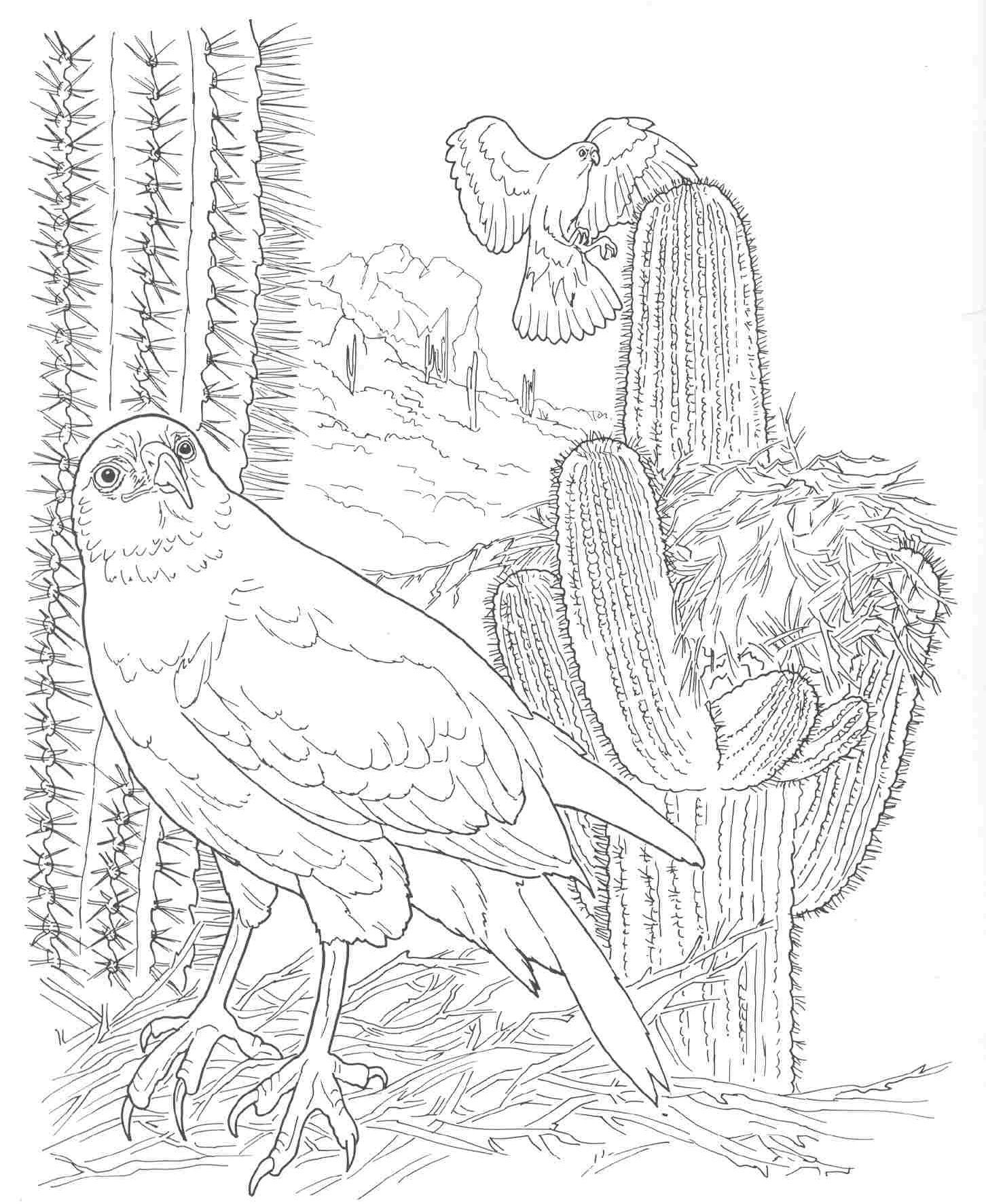 Sonoran Desert Coloring Pages - High Quality Coloring Pages