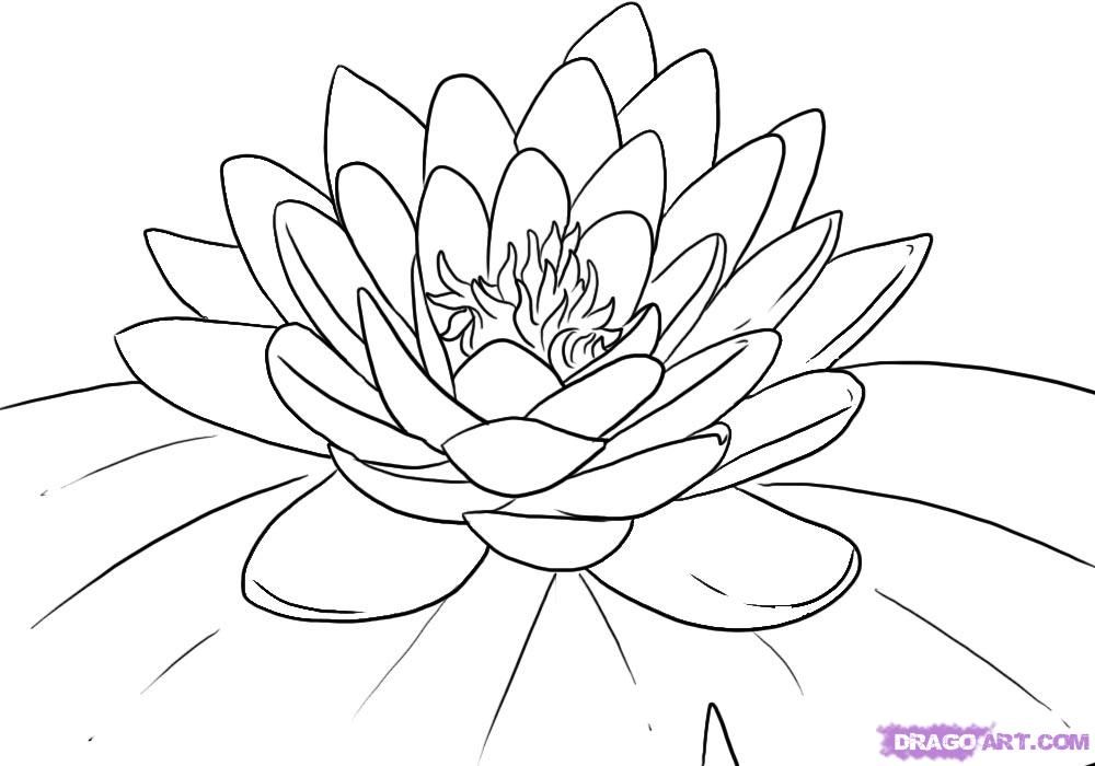Lotus Flower Coloring Pages - Coloring Home