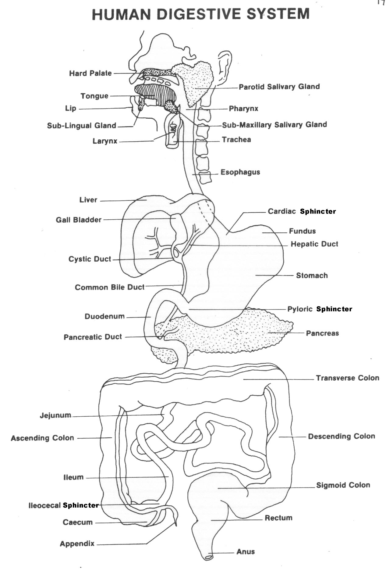 Respiratory Digestive Systems Worksheet - Human Anatomy Diagram