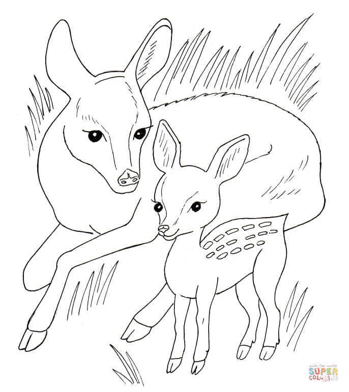 baby deer coloring page  coloring home