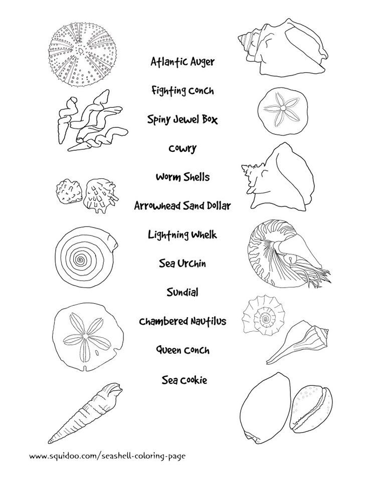 12 Pics of Coloring Pages Of Sea Shell Shape - Sea Shells Clip Art ...