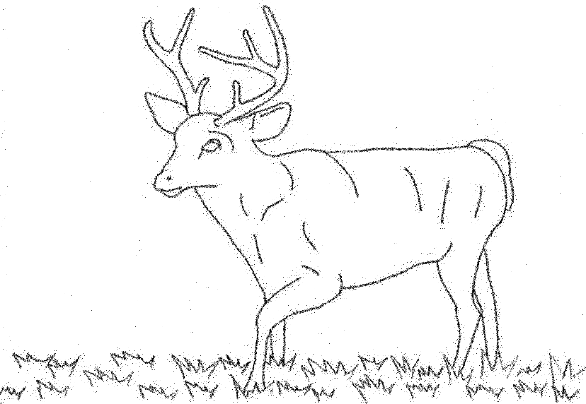 white tailed deer coloring page sketch template. whitetail deer ...