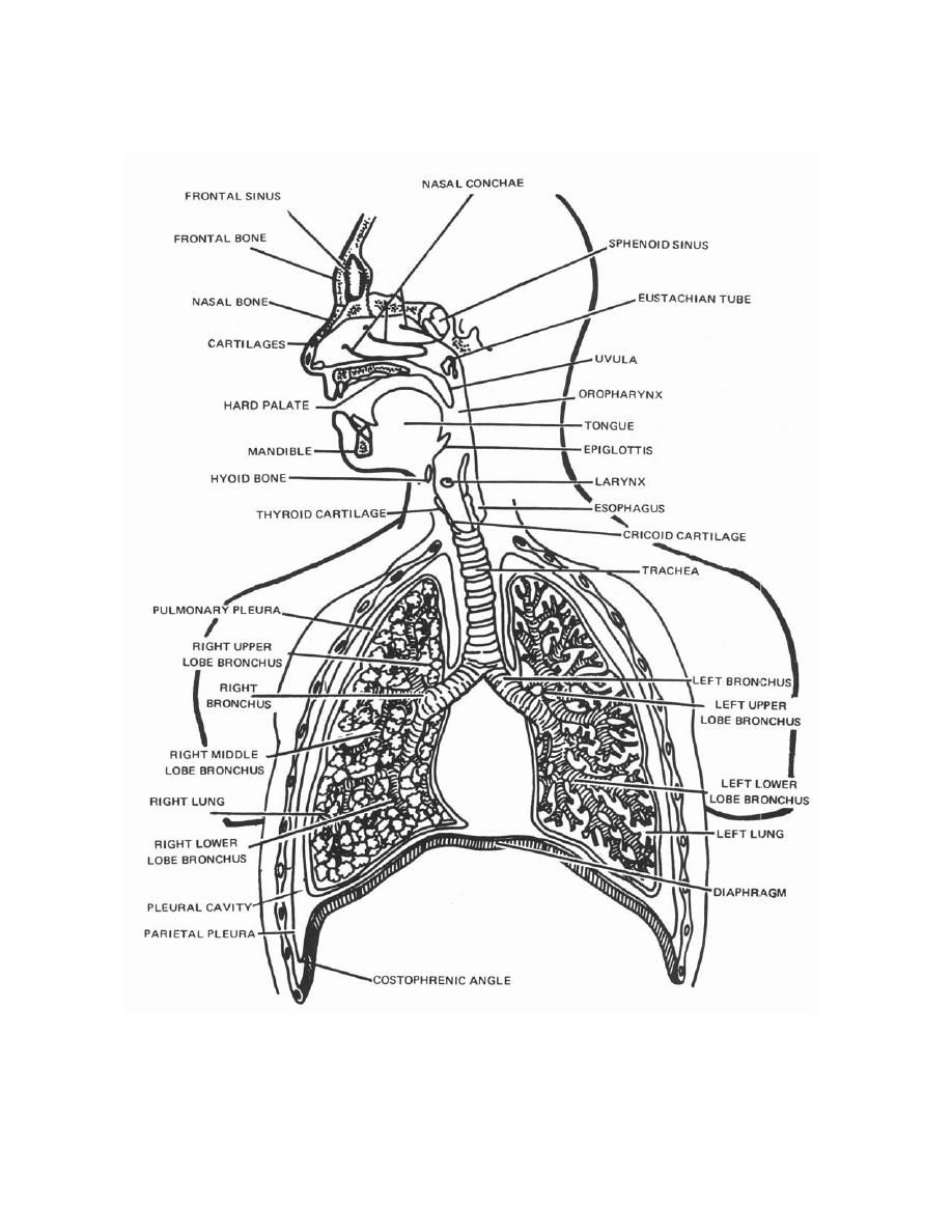 Cool Anatomy Coloring Book Respiratory System | Sugar And ...