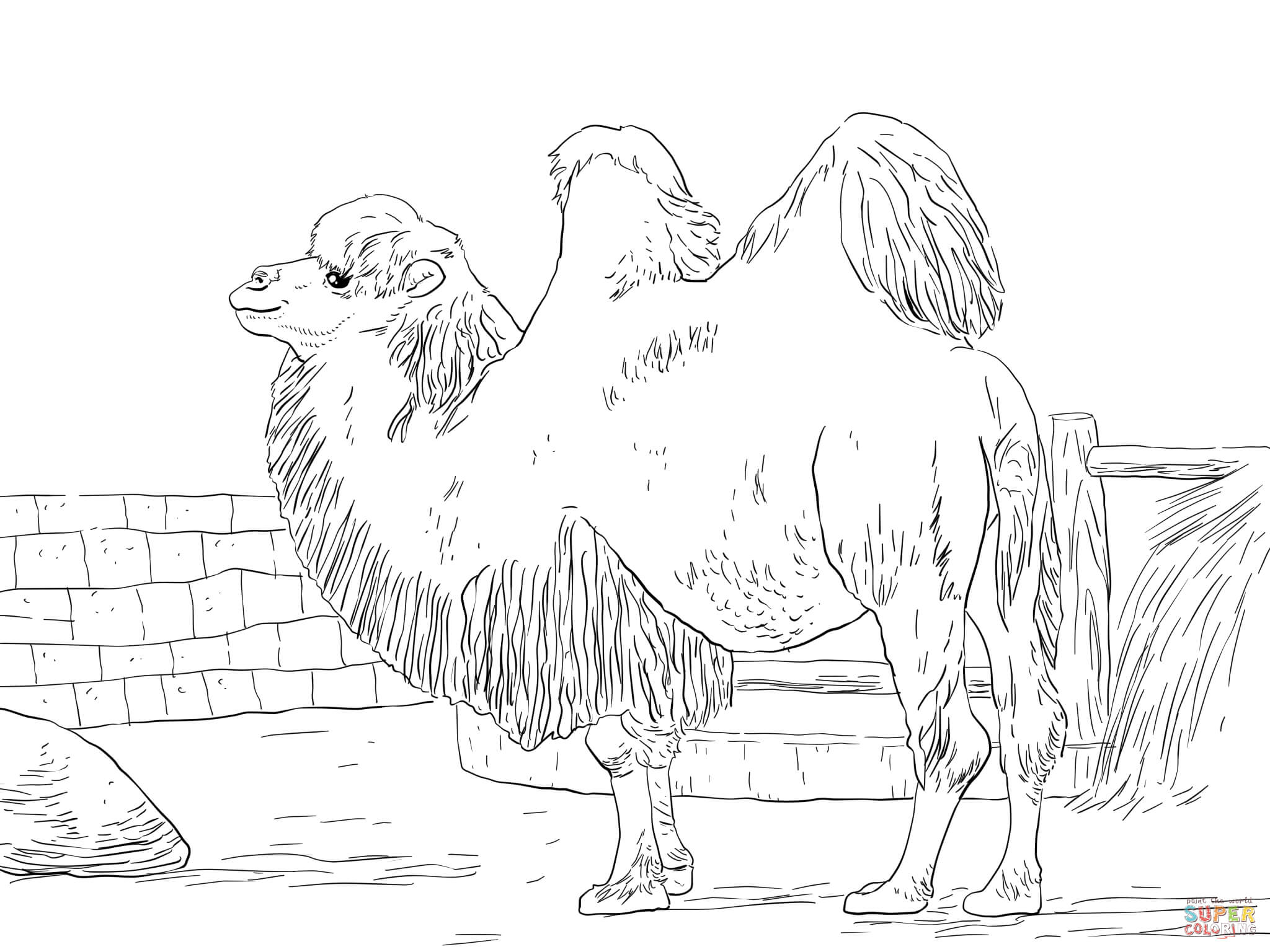 Camels coloring pages | Free Coloring Pages
