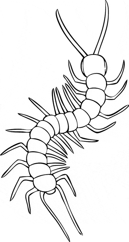 Millipede coloring page - Animals Town - animals color sheet - Millipede  printable coloring