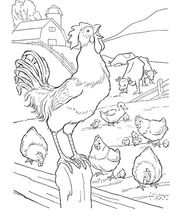 Rooster Crowed On The Fence In Farm Life Coloring Pages : Bulk Color