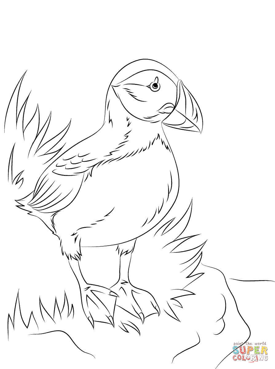 Atlantic Puffin Seabird coloring page | Free Printable Coloring Pages