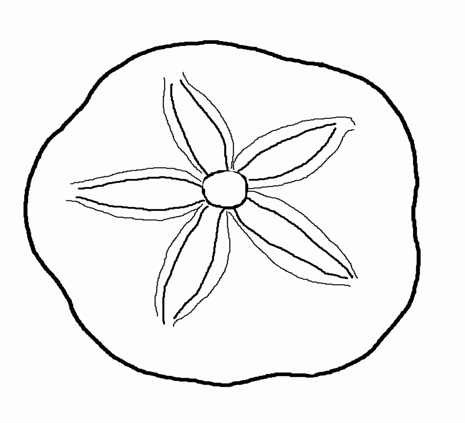 sand dollar coloring clipart sea shell clip seashells clam printable drawing template dollars ocean sheets shells seashell outline cliparts stencils