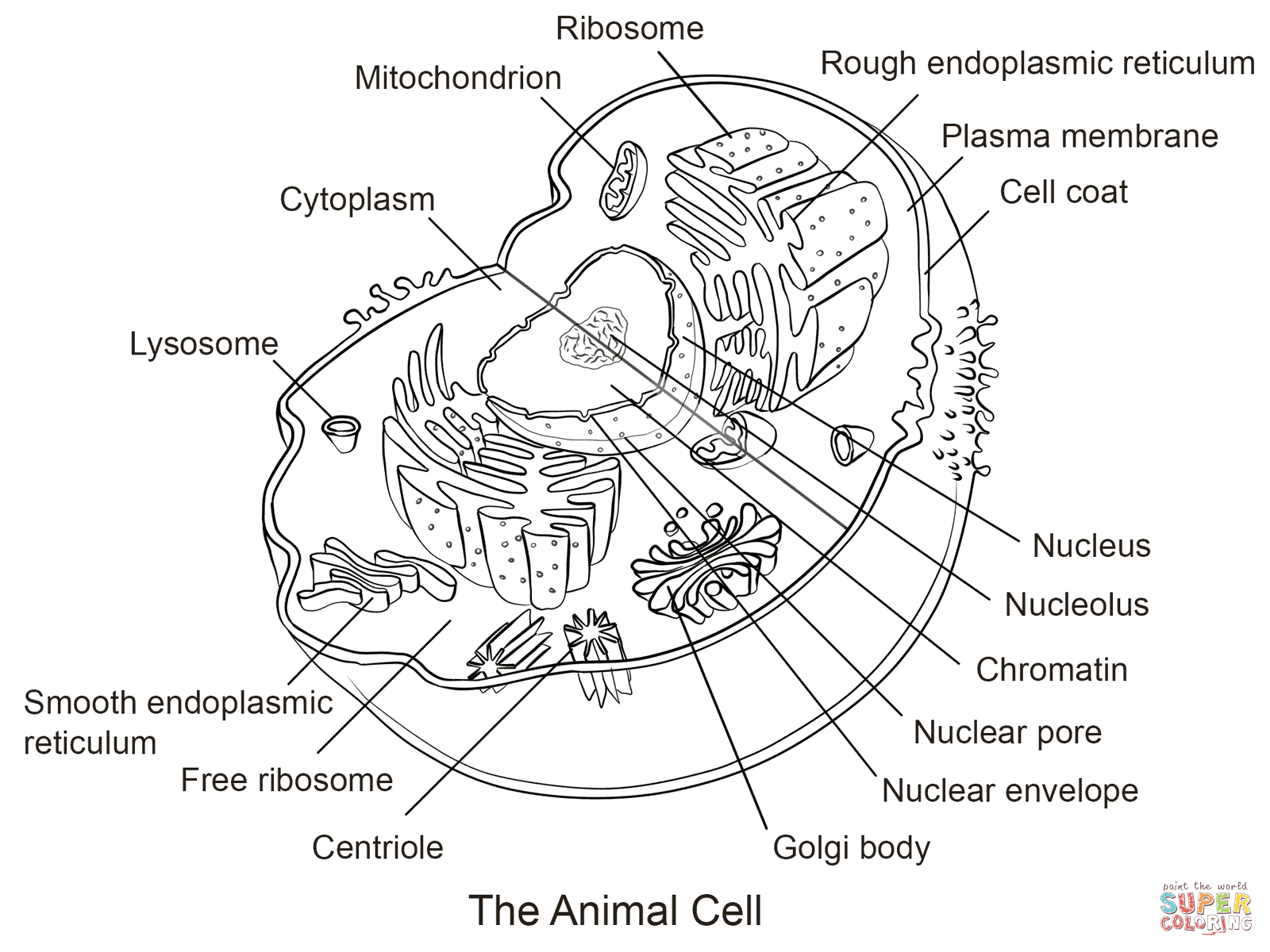 Animal Cell coloring page | Free Printable Coloring Pages