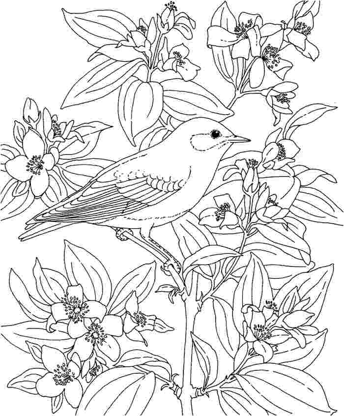 Hawaii Flower Coloring Page - Coloring Home