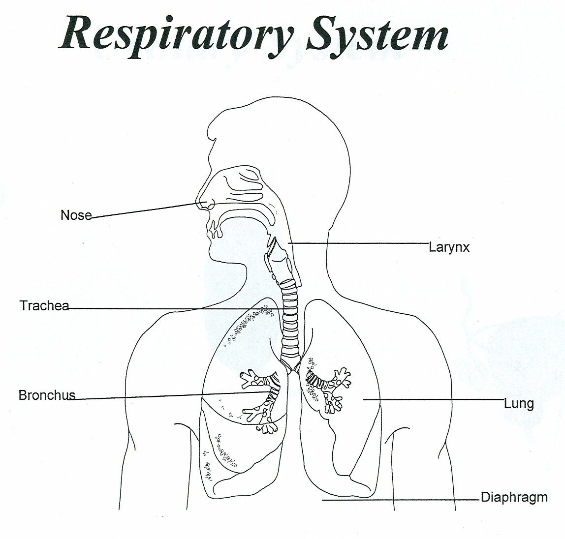 Respiratory System Unlabeled Human Anatomy Diagram Coloring Home