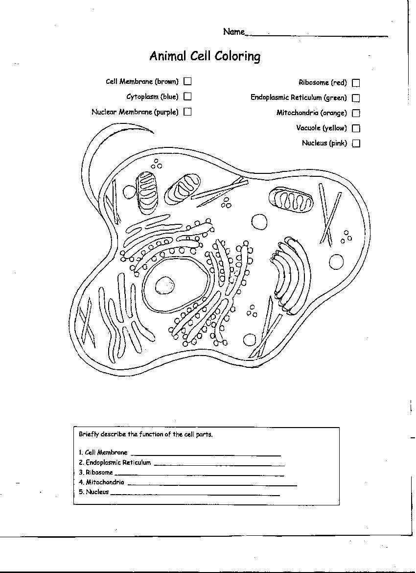printable diagram animal plant cell du ech. animal cell coloring ...