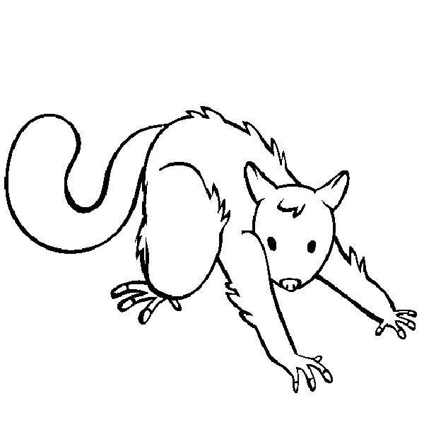 Possum Doing Streching Coloring Page | Color Luna