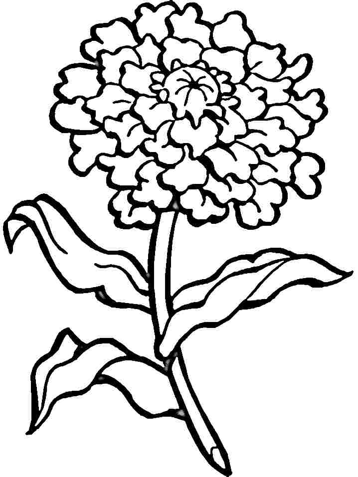 Printable Colouring Sheets Carnation Flowers For Little Kids #