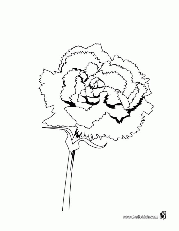 Carnation Coloring Page | 99coloring.com