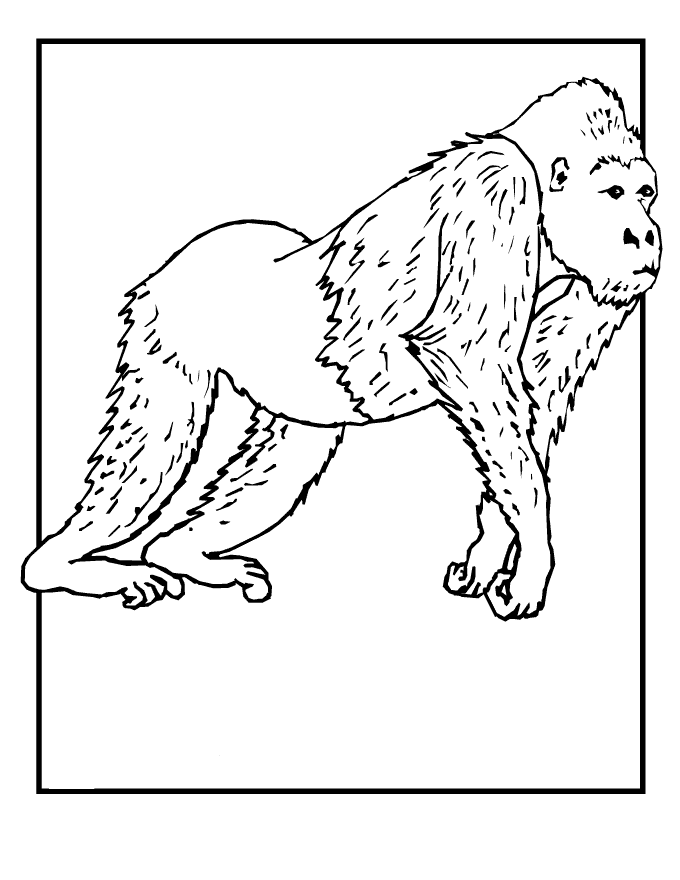 Wild Animals Coloring Pages - Coloring Home