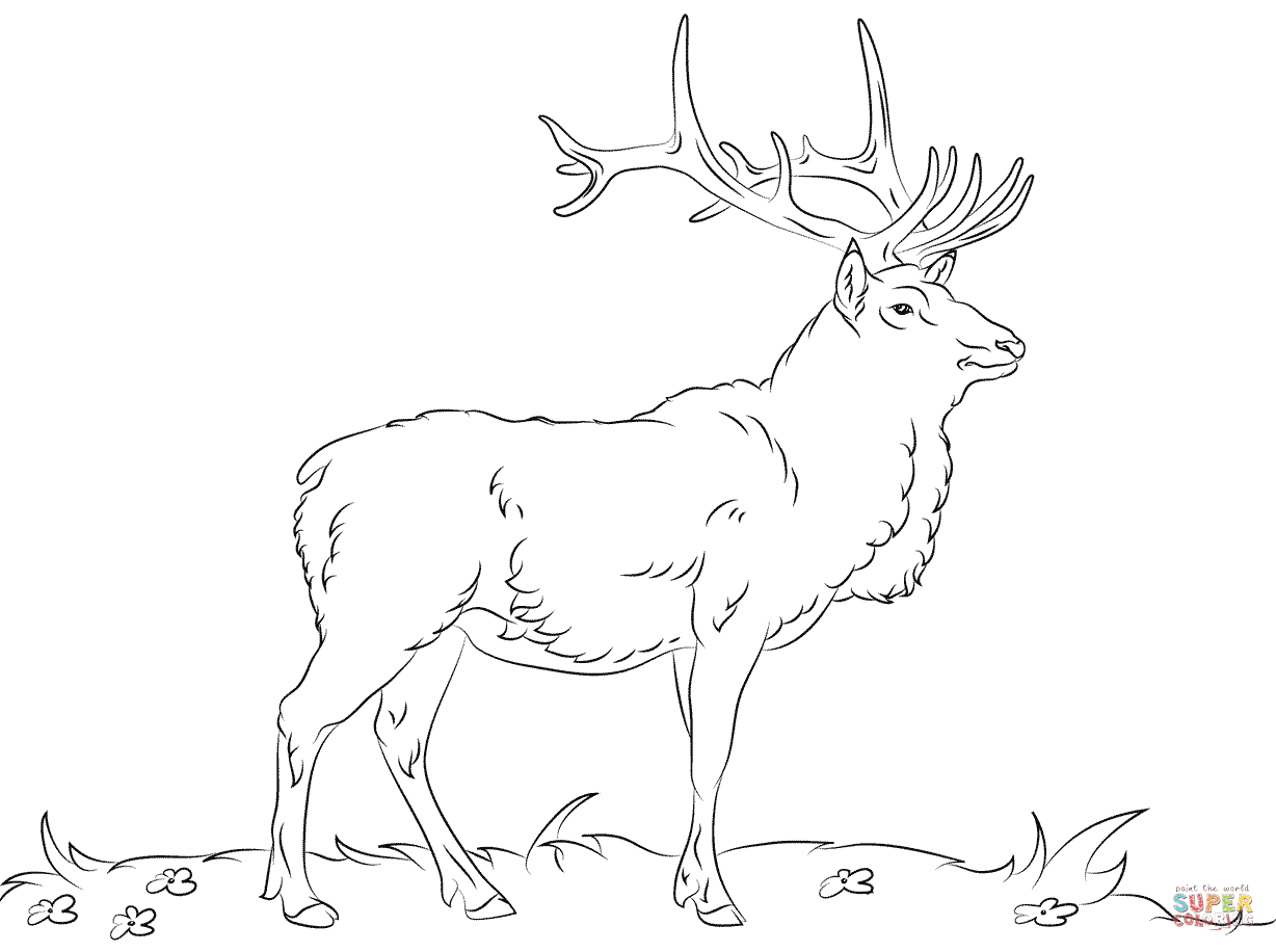 Bull Elk Coloring Pages Printable - Coloring Pages For All Ages