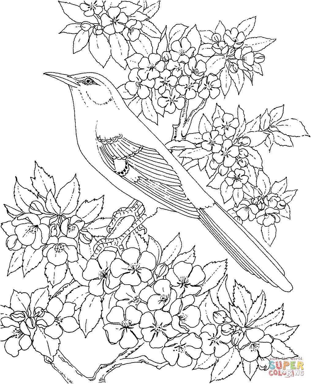 Arkansas Mockingbird and Apple Blossom coloring page | Free ...