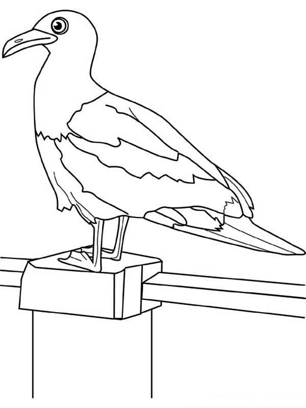 Seagull on the Fence Coloring Page - NetArt