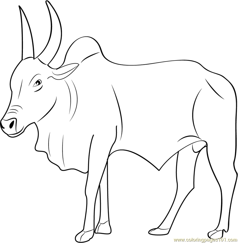 Bull Printable Coloring Pages - Coloring Home