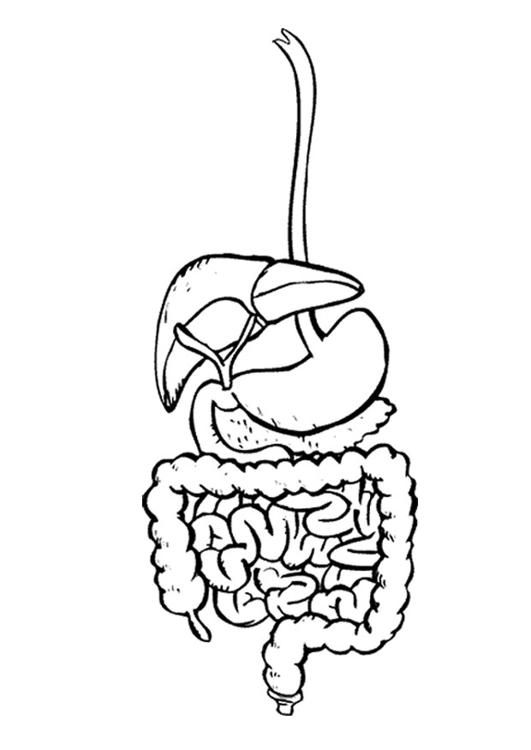 309 Simple Digestive System Coloring Page for Kindergarten