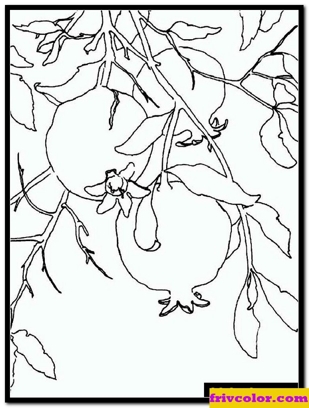 Pomegranate Free Printable Coloring Pages For Girls And Boys