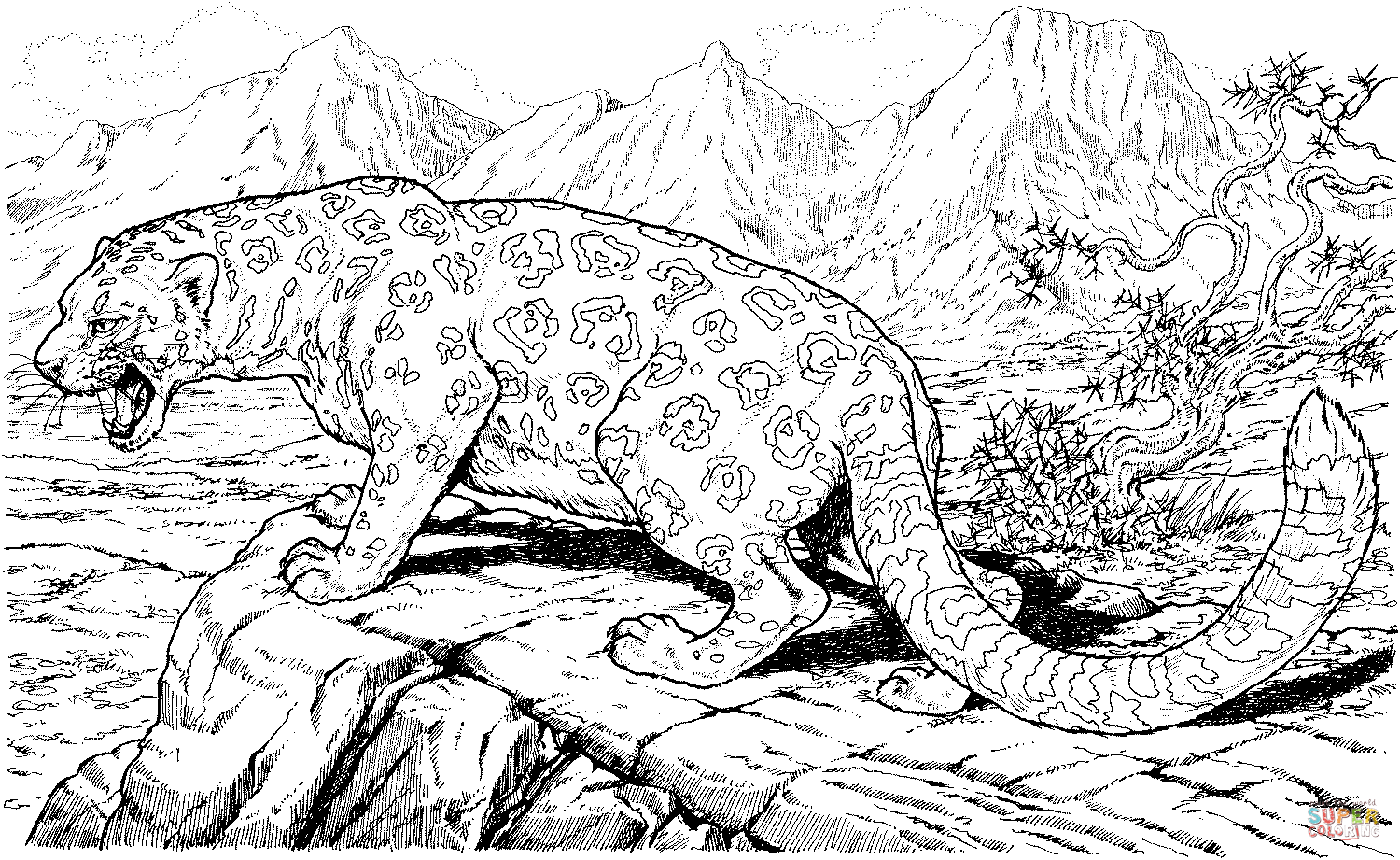 Clouded Leopard Coloring Pages Print Ages Cute
