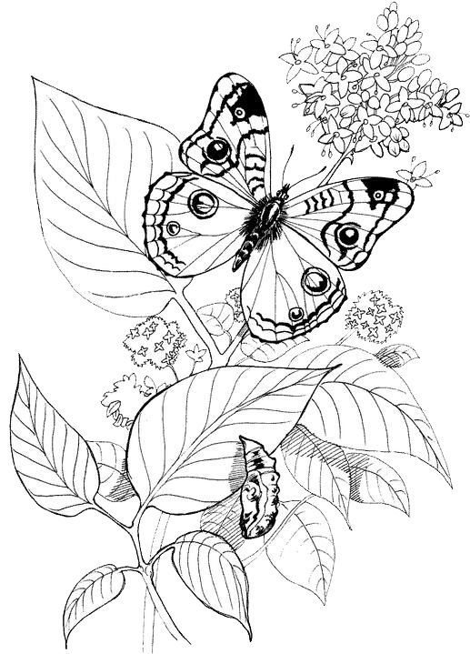 Butterfly Coloring Pages 30 | Free Patterns | Yarn - TSgos.com