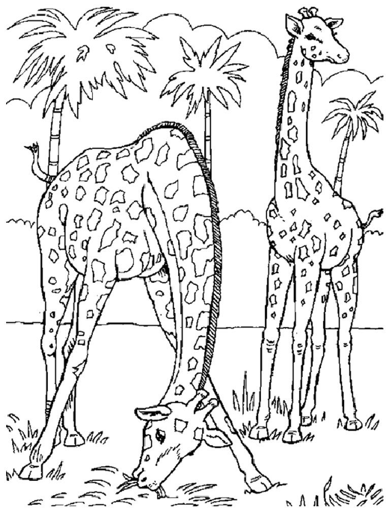 Safari Giraffe coloring pages for adults #114 Giraffe Coloring ...
