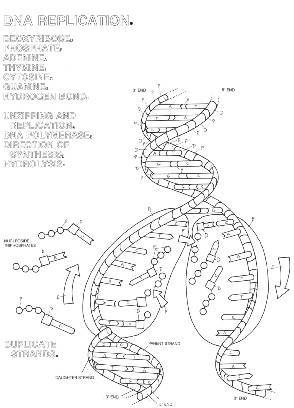 DNA replication coloring page