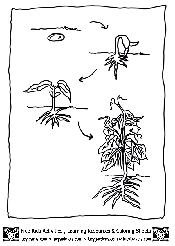 bean-plant-lifecycle-bean-coloring-page-1.gif (603×848 ...