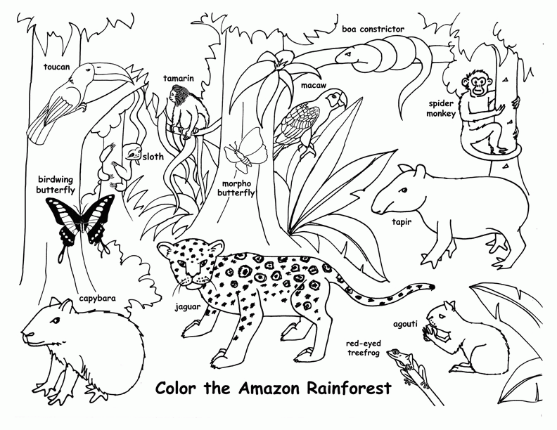 coloring rainforest printable animals forest rain popular