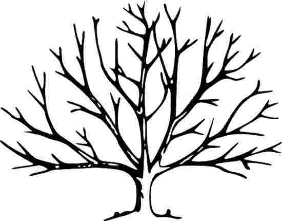 coloring pages of trees without leaves fall tree coloring pages ...