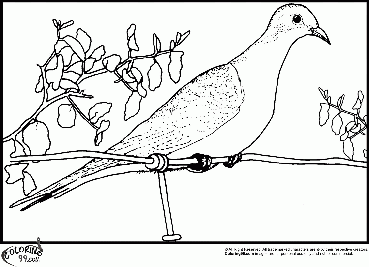 Dove Coloring Pages | Team colors
