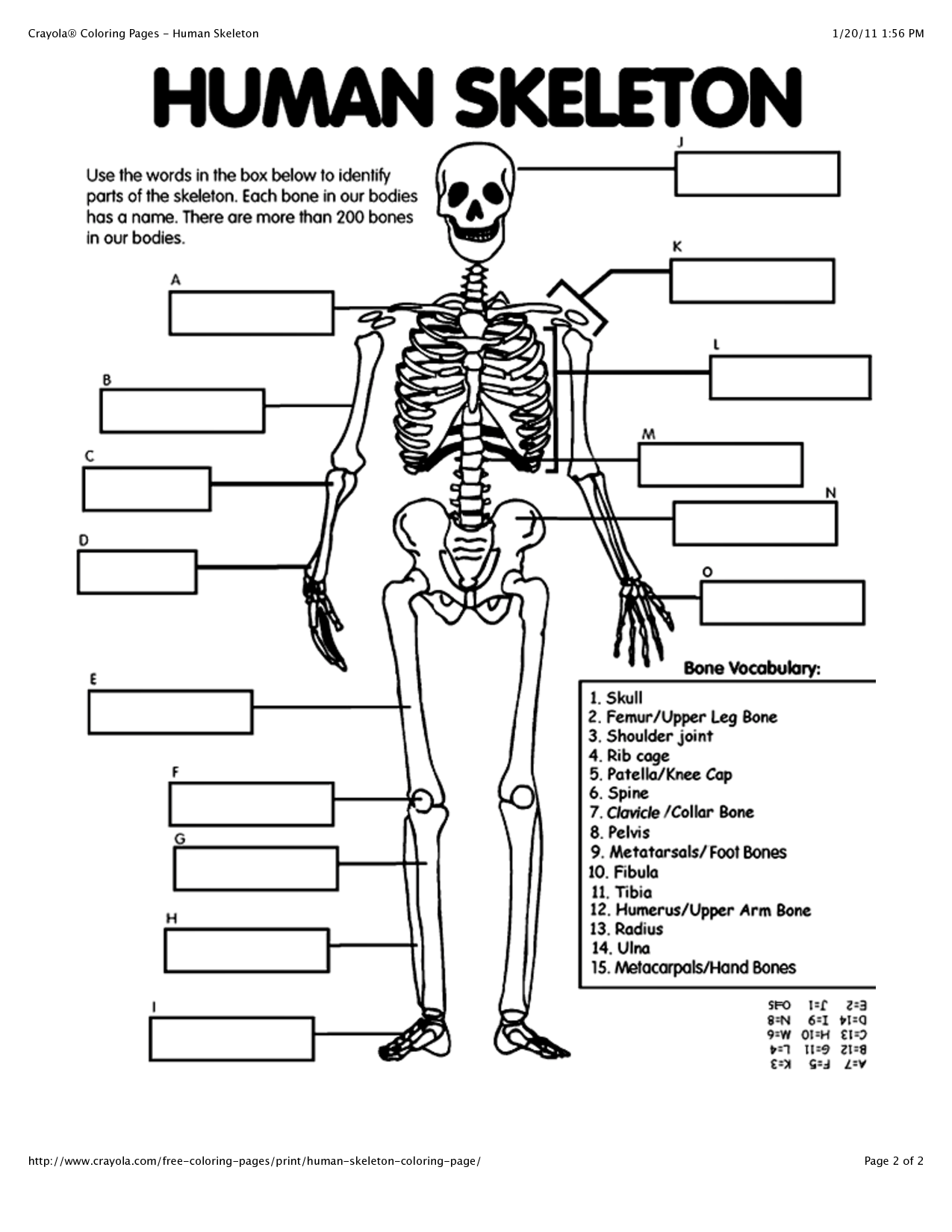 Printable Skeletal System Coloring Pages Printable World Holiday