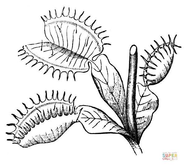 Venus Fly Trap coloring page | Free Printable Coloring Pages