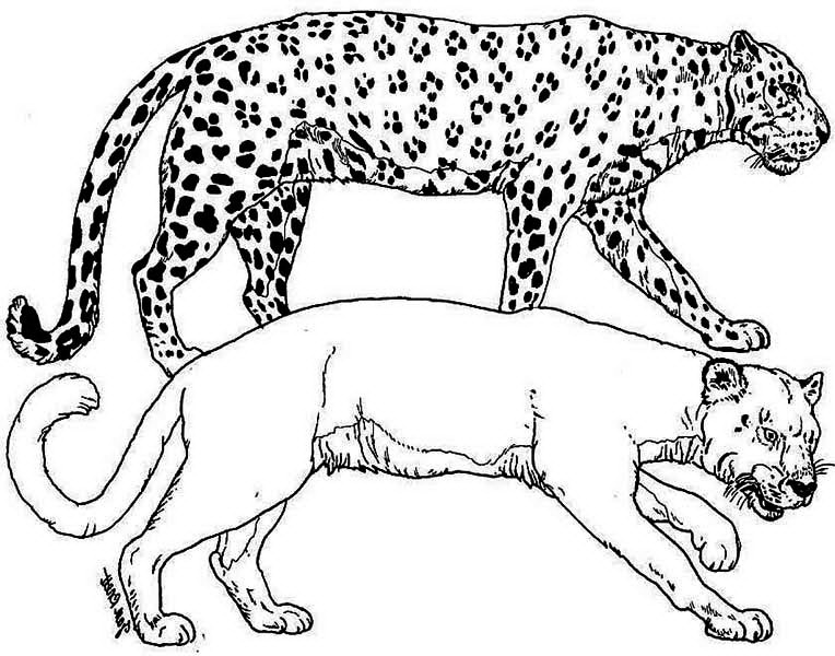 A Puma and a Leopard Tiger in the Wild Coloring Page - Download ...