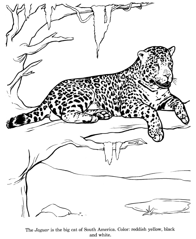 Jaguar Coloring Pages 9 | Free Printable Coloring Pages