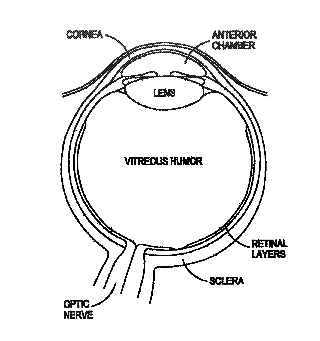 ocular anatomy coloring pages - photo #4