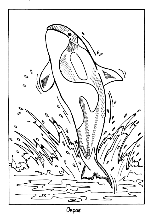 Killer Whale (Orca) coloring page - Animals Town - Animal color 