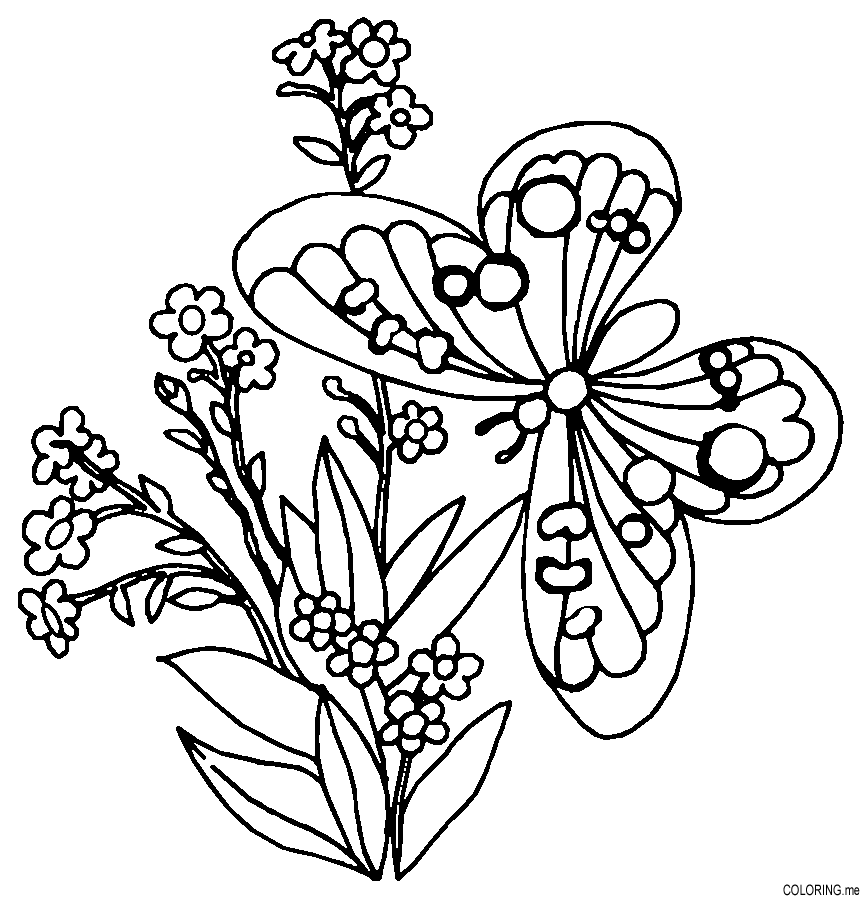 Butterfly And Flower Colouring Pages - Coloring Home