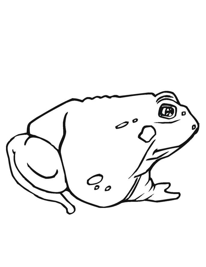 Free Printable Toad Coloring Pages For Kids