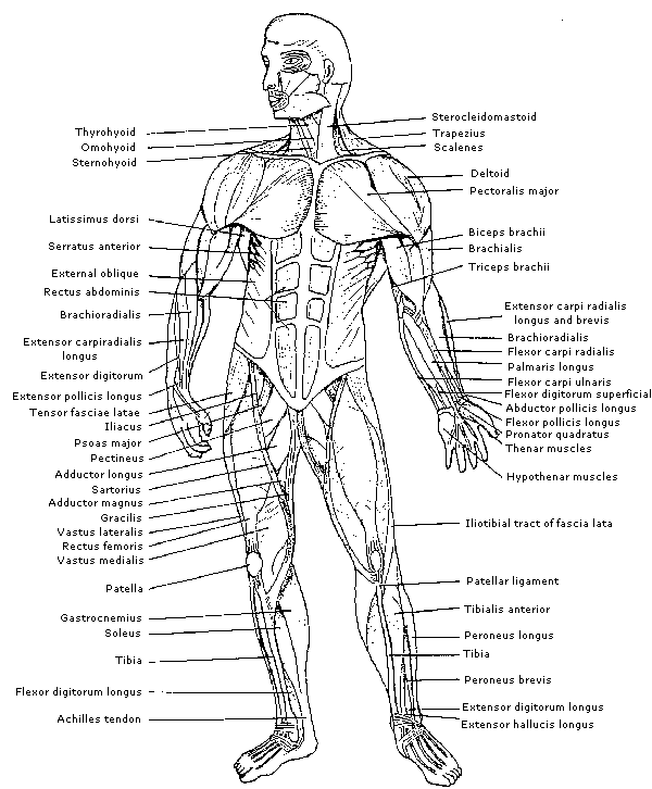 Human muscles biology coloring page