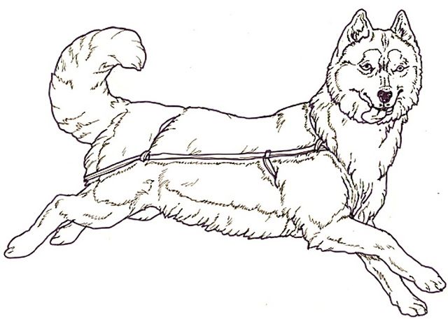 HUSKY Colouring Pages (page 2)