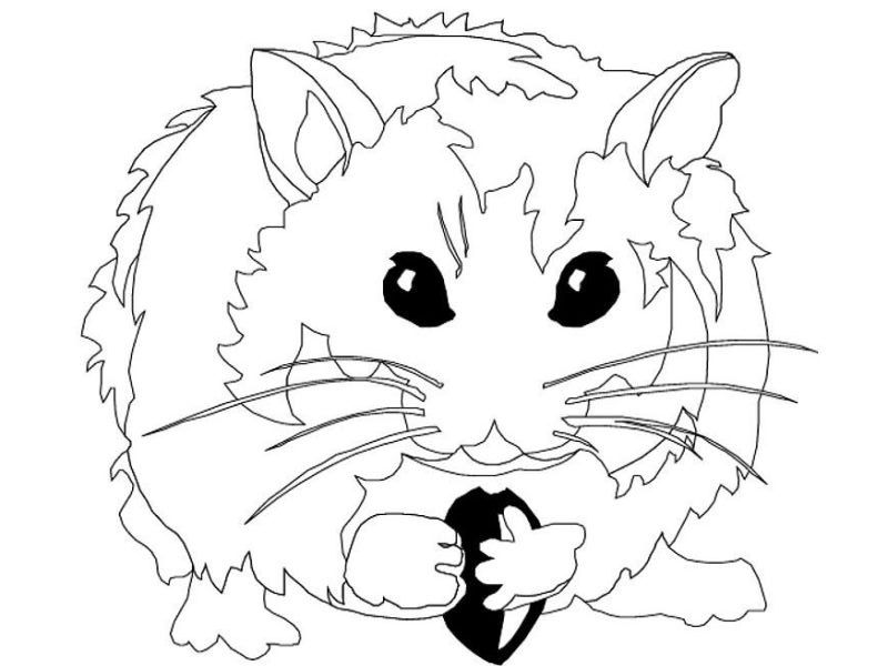 Print Hamster Coloring Pages for Kids : Download Hamster Coloring 