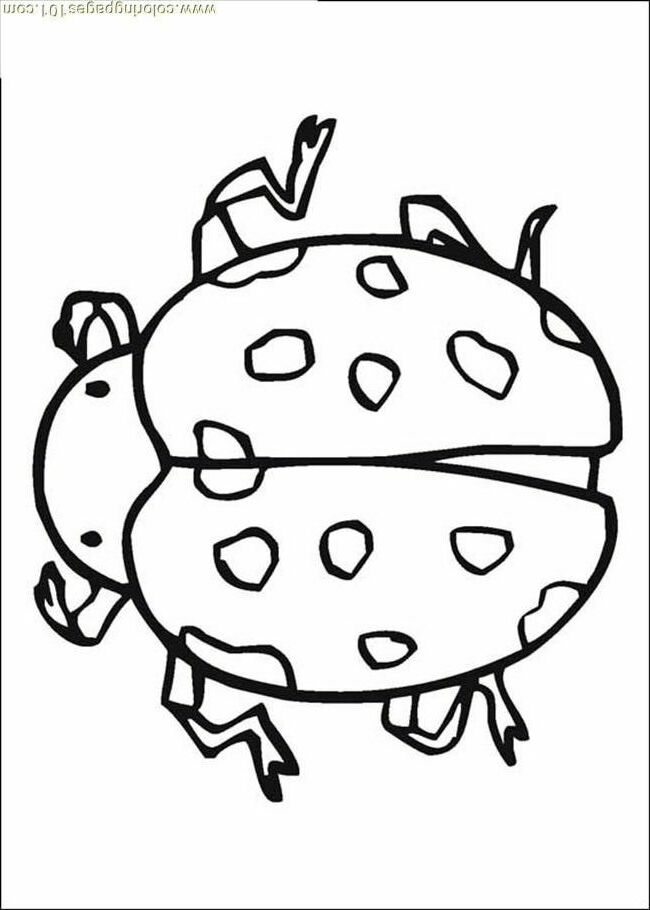Insect Coloring Pages - Coloring Home
