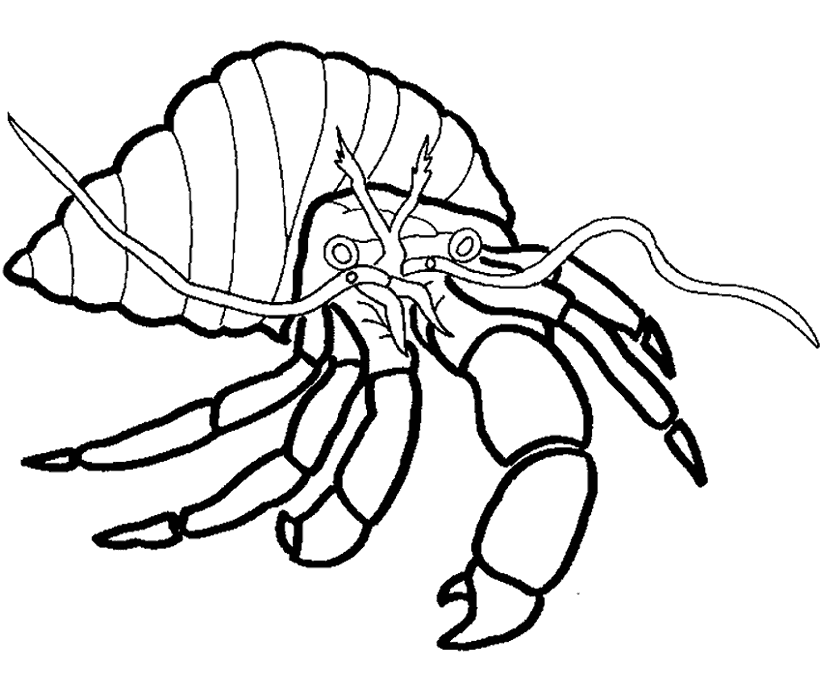 Hermit Crabs Coloring Pages