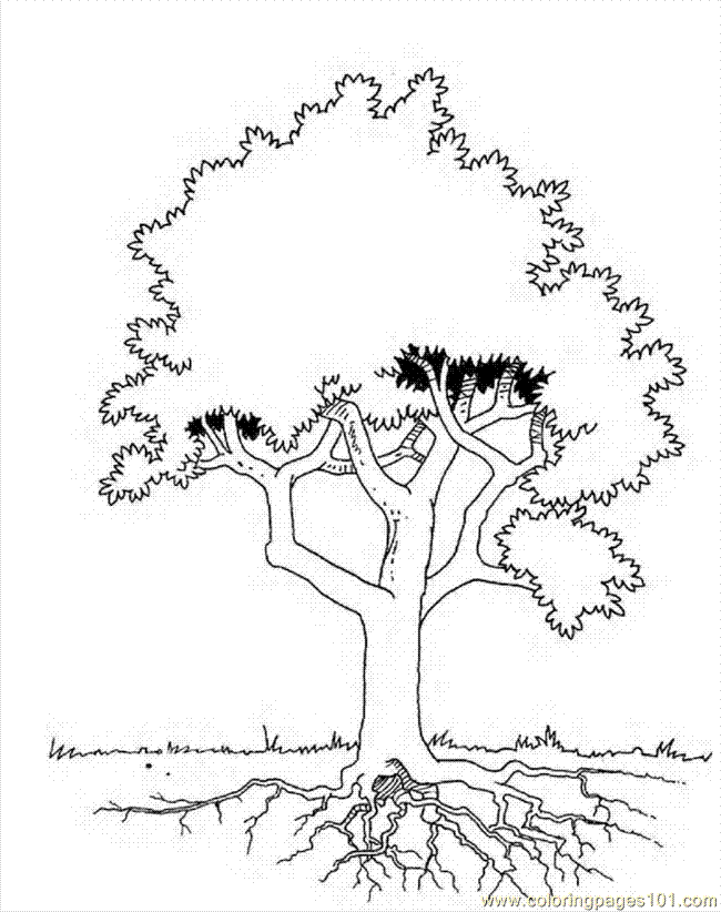 free , parts of a tree Colouring Pages